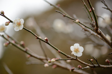 Close-up detail of white colored Japanese cherry blossoms on a branch with many buds. Travel and nature concept.
