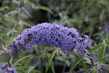 Buddleja davidii Empire Blue