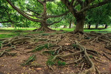Big roots above the surface