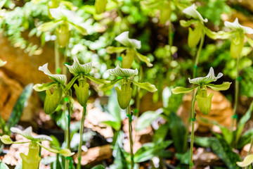 Lady's slipper orchid. Paphiopedilum Callosum in natural background
