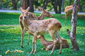 this image is about antelope