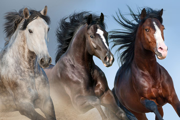 Fototapeta na wymiar Horse herd run close up portrait against blue sky