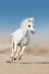 Fototapeta na wymiar White pony run fast in desert dust 