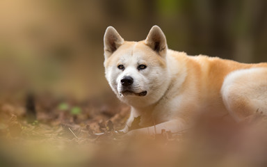 Japanese dog Akita Inu Portrait
