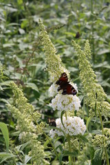 Buddleja Nanho White Bl&uuml;te mit Schmetterling