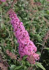 Buddleja Pink Delight Bl&uuml;te
