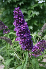 Buddleja Purple Blüte 