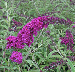 Buddleja Royal Red 