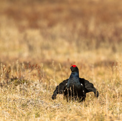Black grouse - Tetrao tetrix - lek in Norway