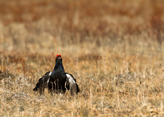 Black grouse - Tetrao tetrix - lek in Norway