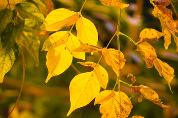 YELLOWISH LEAF 
