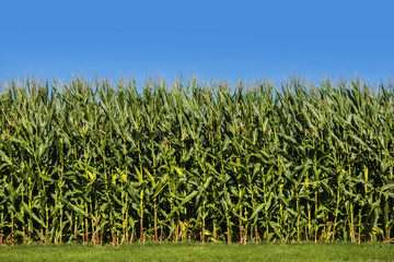 Corn Field with Blue Sky