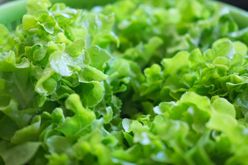 Green oak salad texture background