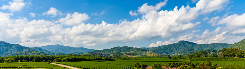 Obraz premium Cosmos flowers blooming