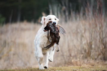 golden retriever hunting dog
