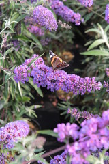 Buddleja Nanho Blue Bl&uuml;te mit Schmetterling 9