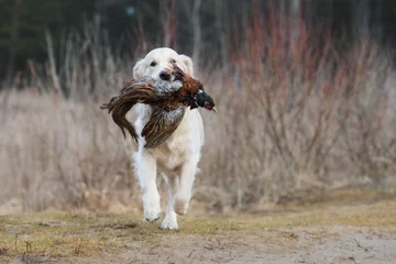 Gardinen golden retriever dog holding a pheasant © otsphoto