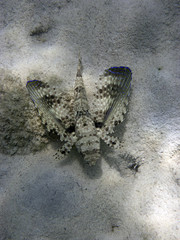 Skorpionfisch