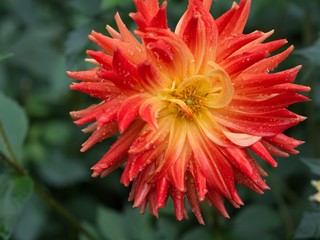 Dahlia