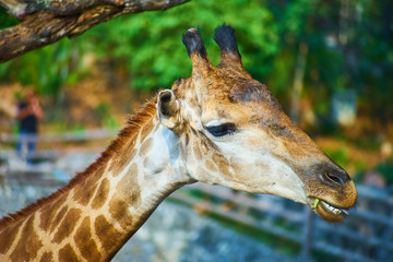 this image is about giraffe 
