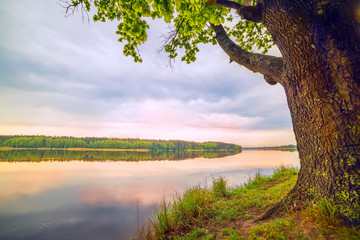 early morning on a beautiful lake in the woods. Oaks on the beach. Gentle soft morning light and...