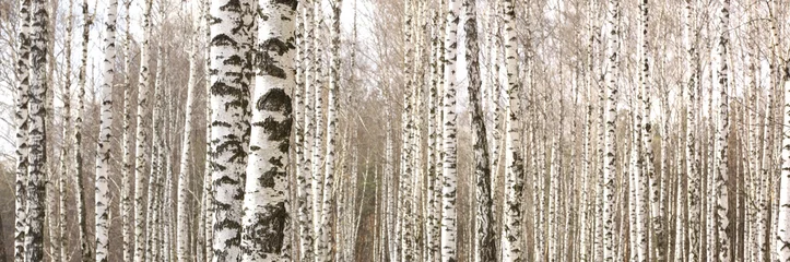 Washable wall murals Birch grove Beautiful landscape with white birches. Birch trees in bright sunshine. Birch grove in autumn. The trunks of birch trees with white bark. Birch trees trunks. Beautiful panorama.