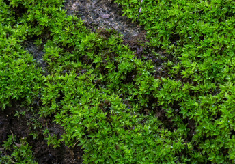 Green mos background,Stone With Green Mos