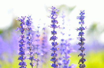 blurred and tonned purple flower in fields close up