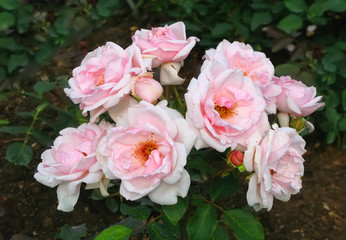 Pink rose flowers on the rose bush in the garden.
