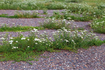 Wild common yarrow. Gordaldo with white flowers growing in a field. Devil's nettle, sanguinary, milfoil, soldier's woundwort, thousand-leaf. © yrabota