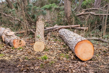 gefällte Bäume
