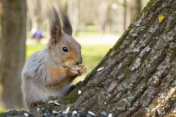 Fototapeta premium Squirrel eating nut and sunflower seeds on the tree in the summer park