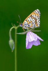 Butterfly - Stock Image