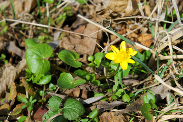 Yellow buttercups