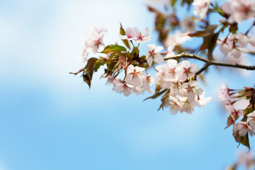 blossoming Oriental cherry sakura  branch against the blue sky