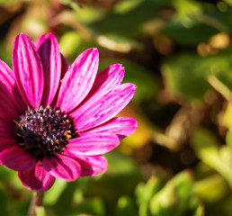 Fototapeta premium pink gerbera in the sun