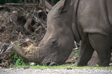 Fototapeta premium Breitmaulnashorn