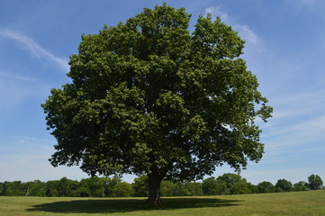 &aacute;rbol 
