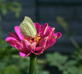 Fototapeta na wymiar Lemon butterflys sits in middle of pink gerbera flower.