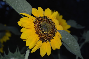 Girasol 