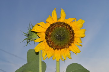 Girasol 