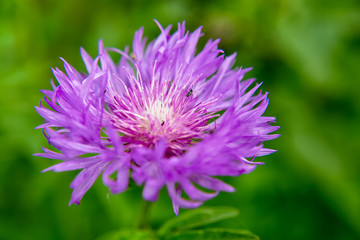 Obraz premium Summer colorful flowers