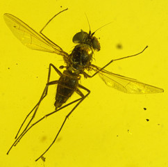 Fly fossil Amber Dominican Inclusion