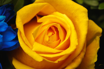 Blue chrysanthemum and yellow roses as background. The blue chrysanthemum flower, close up, macro. Flower close up. beautiful bouquet with chrysanthemum and yellow roses. Floristics. Gardening.