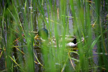 duck on water in the grass.