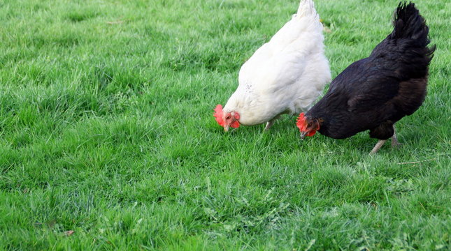 poules en train de picorer de l'herbe dans un champs, agriculture 