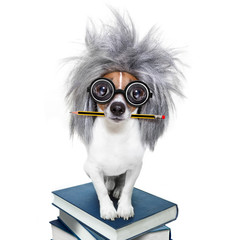 intelligent smart  dog with books - obrazy, fototapety, plakaty