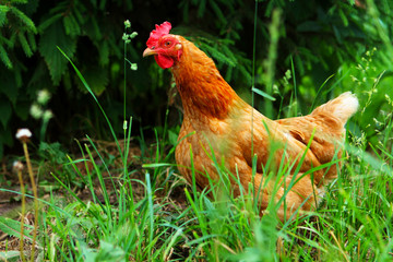 red hen in the bushes