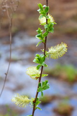 a branch of a blossoming willow spring