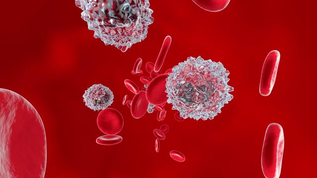 anatomically correct Erythrocytes and Monocyte cells flowing in the blood stream